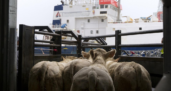 Bloqueo del Canal de Suez: repensar el transporte de alimentos y ganado