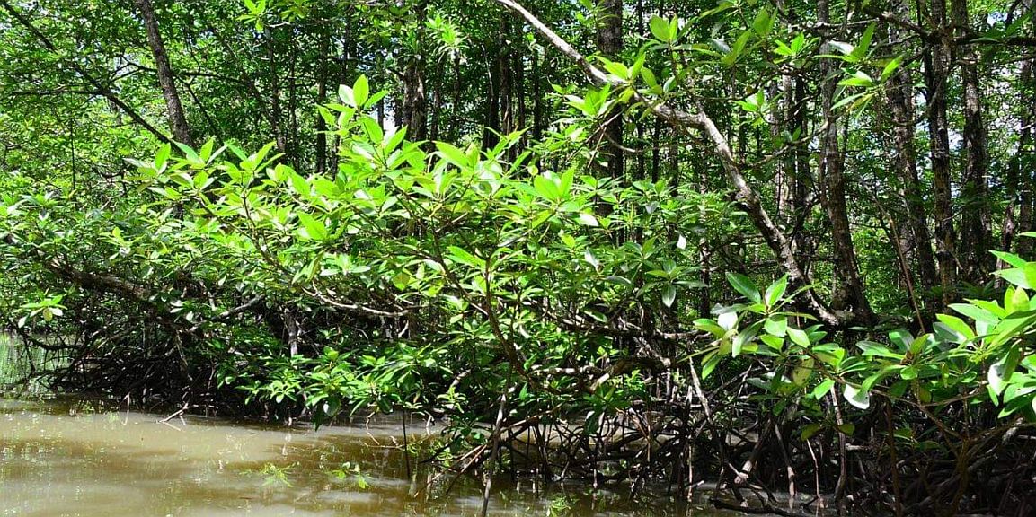 Maputo (Mozambique) vise à restaurer ses forêts de mangrove.