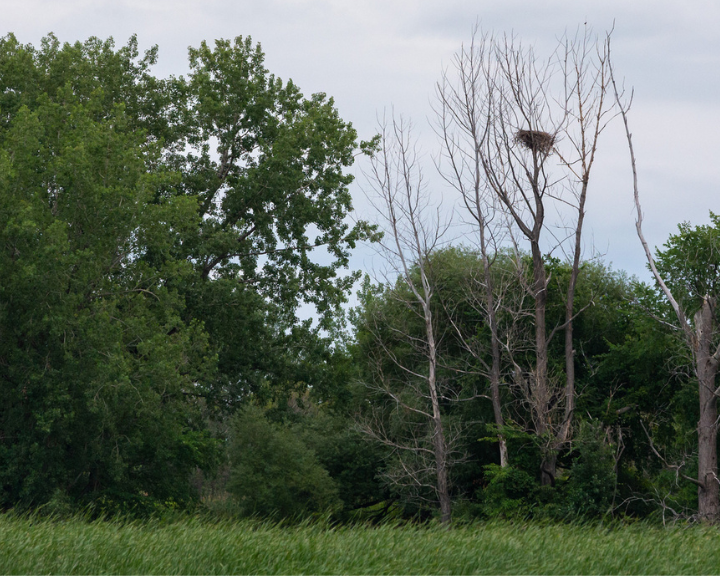 Montreal (Canada): an environmental study for the town of Contrecœur