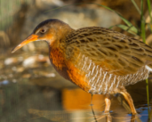 San Diego: el puerto promueve la protección de una especie de ave en peligro de extinción