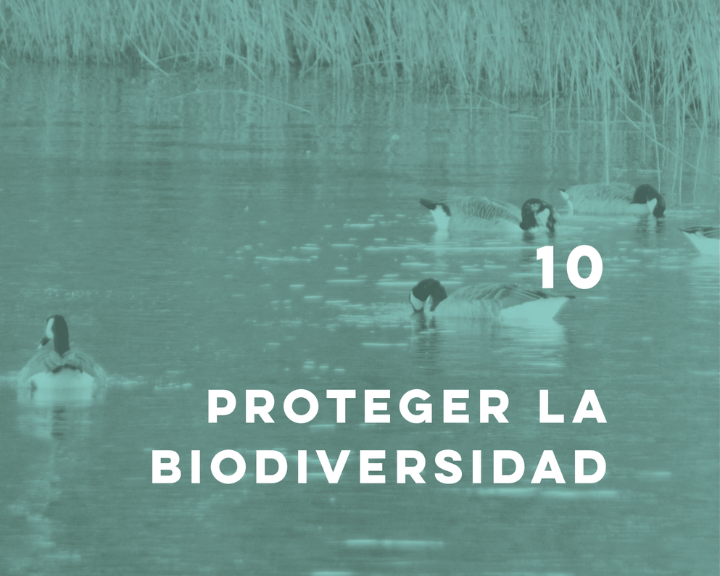 El Libro Blanco sobre la protección de la biodiversidad está en línea