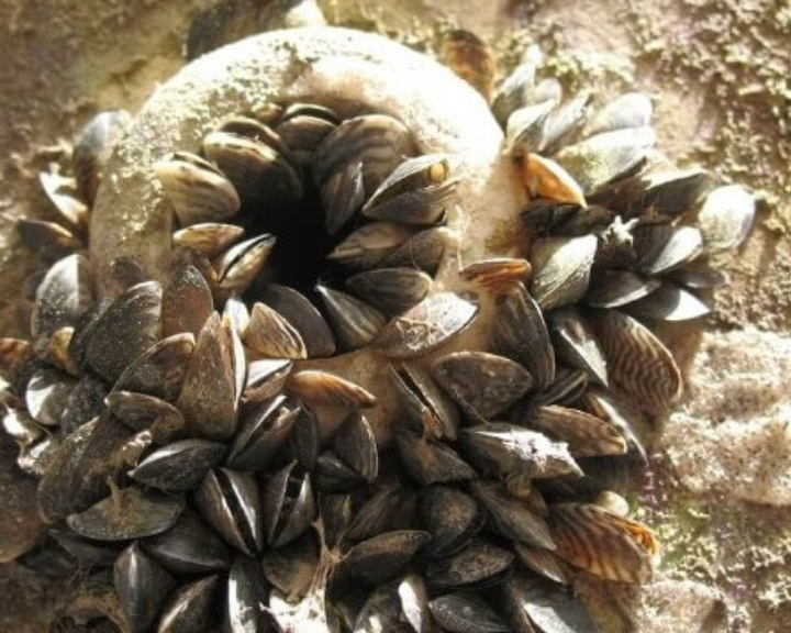 Recommandations de l&rsquo;IPBES pour le secteur maritime sur les espèces envahissantes