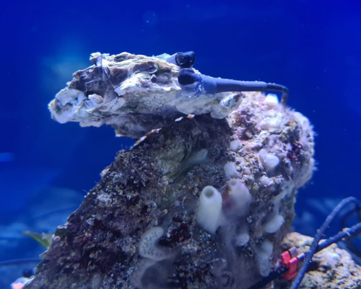 Animals are helping to monitor the environmental quality in ports